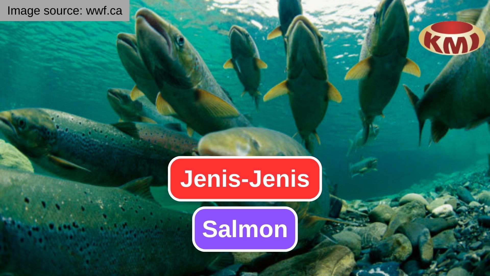 Mengenal Jenis-Jenis Salmon